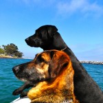dogs caynine boat ocean