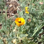 Paula's poppies with a bee