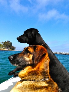 dogs caynine boat ocean